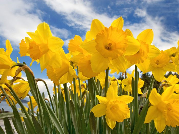 Daffodil-flowers-30709818-1600-1200